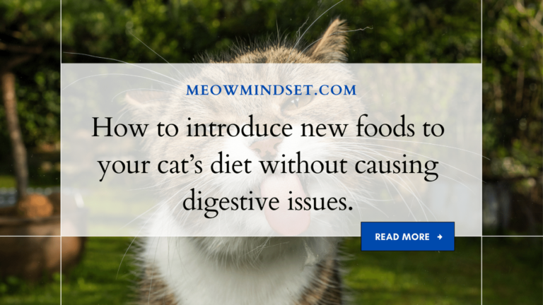 How to introduce new foods to your cat’s diet without causing digestive issues.