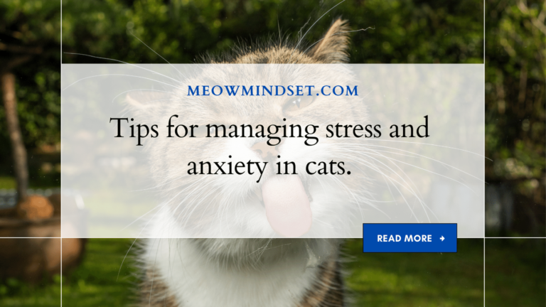 Tips for managing stress and anxiety in cats.