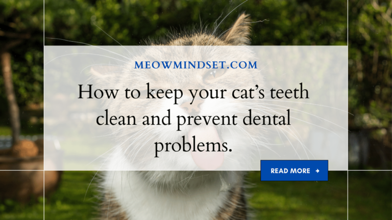 How to keep your cat’s teeth clean and prevent dental problems.