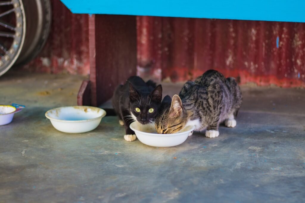 two gray and black cats eating food on white plastic pet bowl