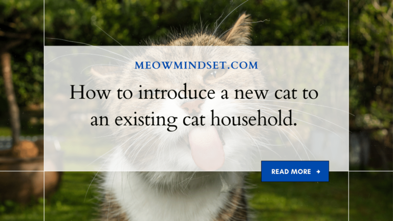 How to introduce a new cat to an existing cat household.