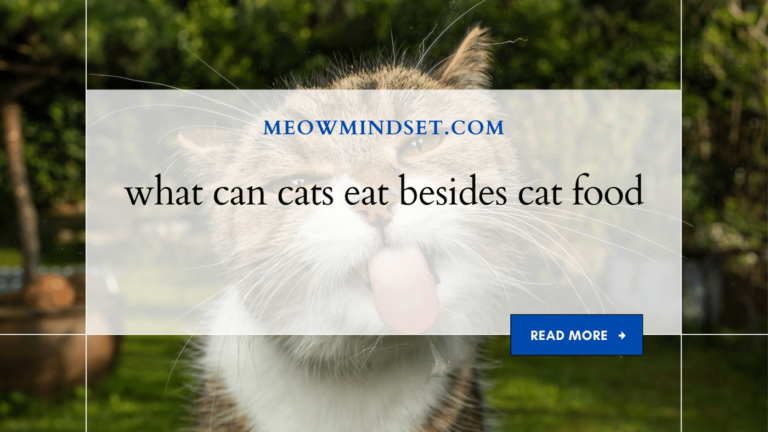 what can cats eat besides cat food