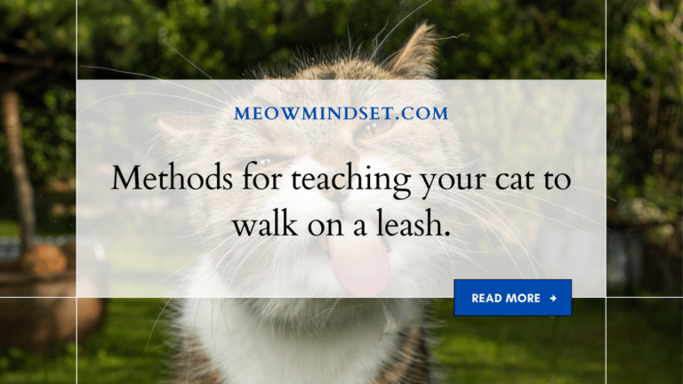 Methods for teaching your cat to walk on a leash.
