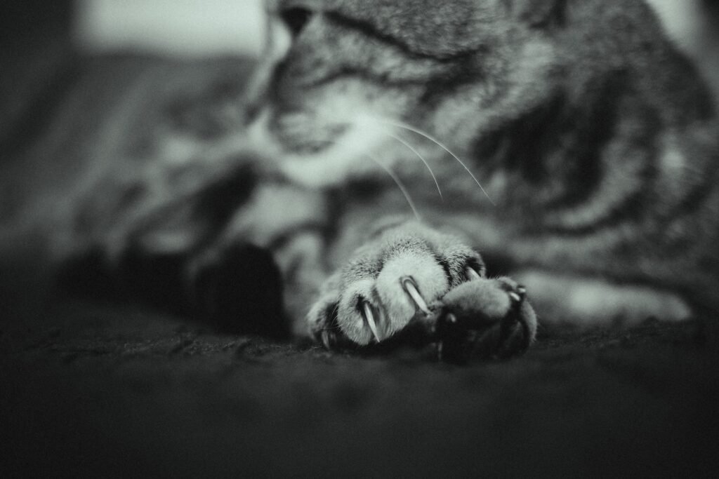 a black and white photo of a cat paw