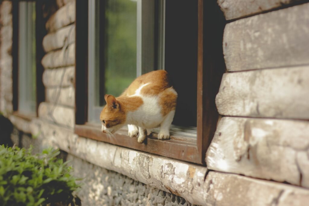 orange tabby cat on window about to jump
