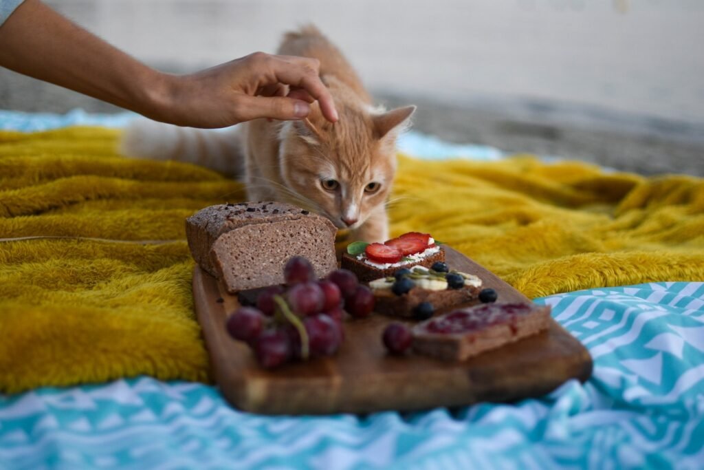 orange tabby cat on brown wooden table