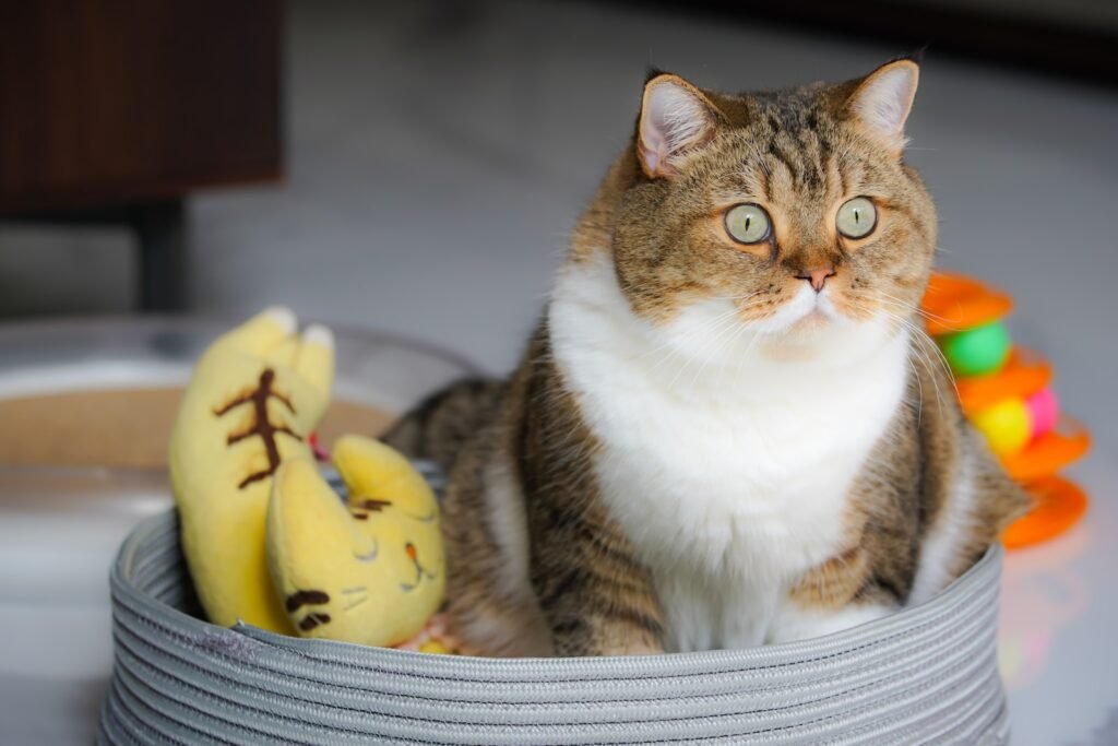 brown and white tabby cat on yellow banana