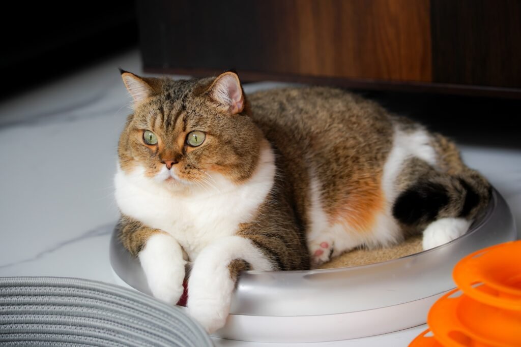 brown and white tabby cat on white ceramic bowl