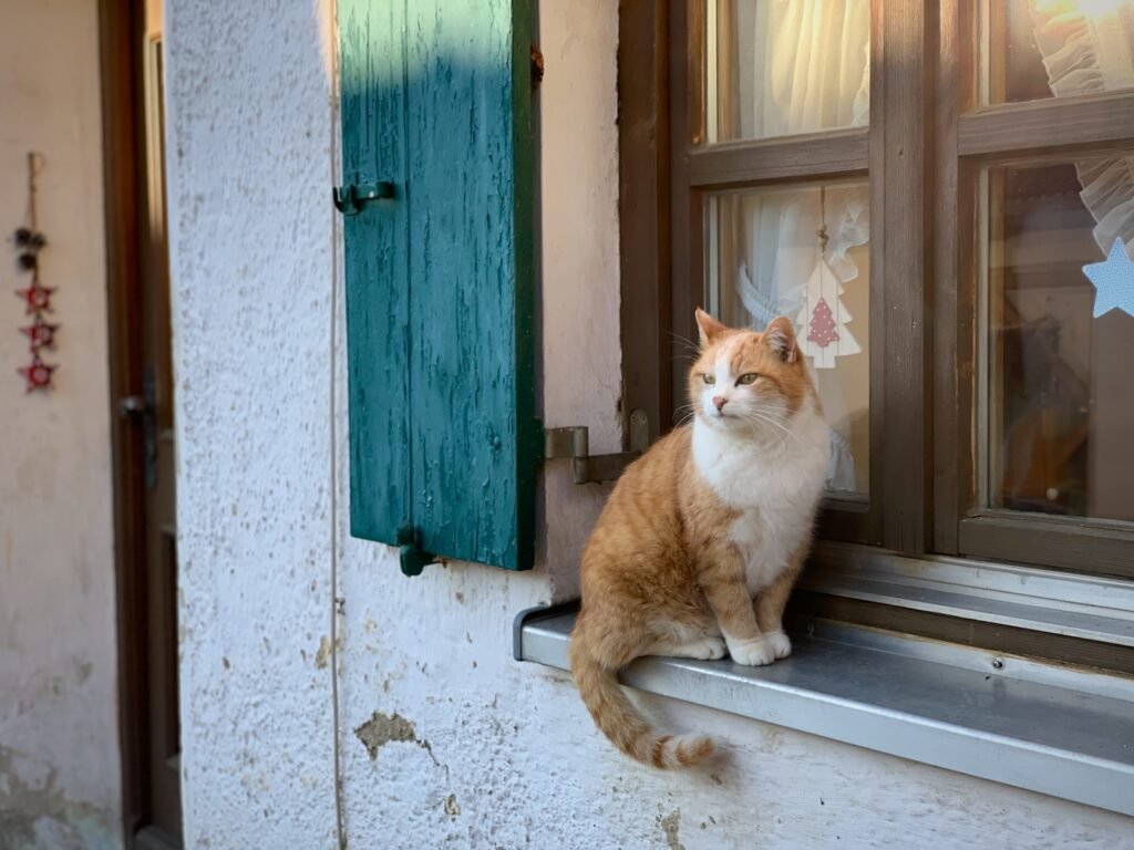 orange and white cat sitting on window