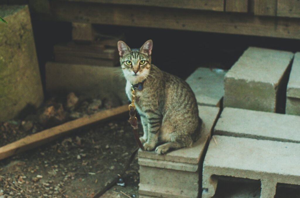 a cat sitting on top of a cement block